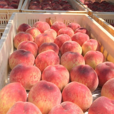 【果汁が弾ける初夏の宝石 日川白鳳】本場山梨品種指定キャンペーン1kg　6月中旬より順次発送【配送不可地域：離島・北海道・沖縄県・中国・四国・九州】【1704657】