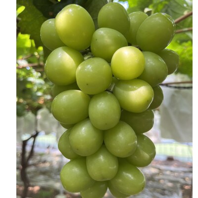 【今逃せば1年待ち】最高糖度20度オーバー贈答用甲州戦国ハウスオブシャイン2026年6月下旬より発送【配送不可地域：離島】【1494214】