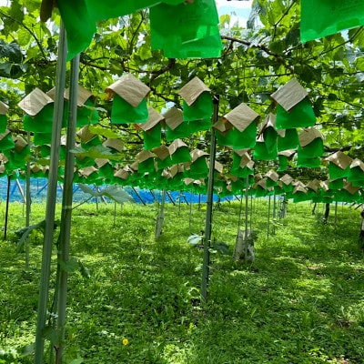 【2026年発送】【訳あり】山梨市産シャインマスカットつぶつぶ 1kg【配送不可地域：離島・沖縄県】【1697582】