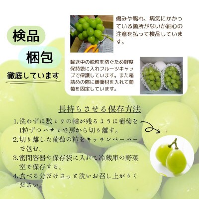 縲2026蟷エ逋コ騾 蜈郁。悟女莉倥代す繝」繧、繝ウ繝槭せ繧ォ繝繝医2謌ソ 1kg縲宣埼∽ク榊庄蝨ー蝓滂シ夐屬蟲カ縲代1565519縲