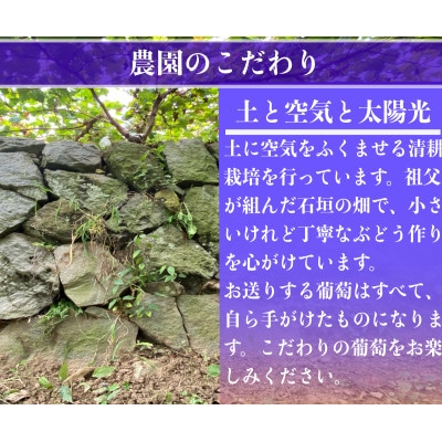 ã2026幎å
è¡äºçŽãå¯å£«ã®èŒ èš700g 1æ¿ã山梚çç£ãé
éäžå¯å°åïŒé¢å³¶ãã1694813ã