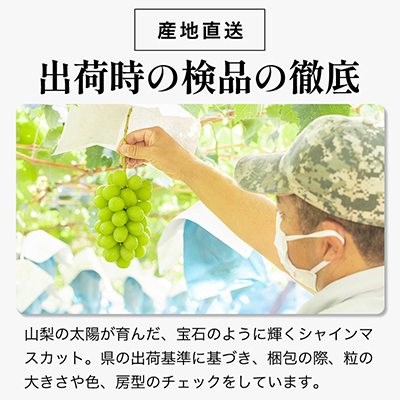 ã2026幎çºé å
è¡åä»ãã·ã£ã€ã³ãã¹ã«ãã 2æ¿ (çŽ1kg) 山梚çç£ãã«ãŒã 人æ°ã®ã¶ã©ããé
éäžå¯å°åïŒé¢å³¶ã»æ²çžçãã1017347ã