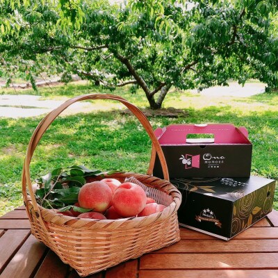 【王道硬めのエース川中島白桃】桃グランプリ銅賞&5年連続TV出演話題ブランド2026年8月上旬発送【配送不可地域：離島・北海道・沖縄県・中国・四国・九州】【1465326】