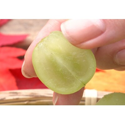 10月下旬より発送「幻の牧丘天空マスカ・サーティーン」約1kg(2〜3房)【配送不可地域：離島】【1582592】