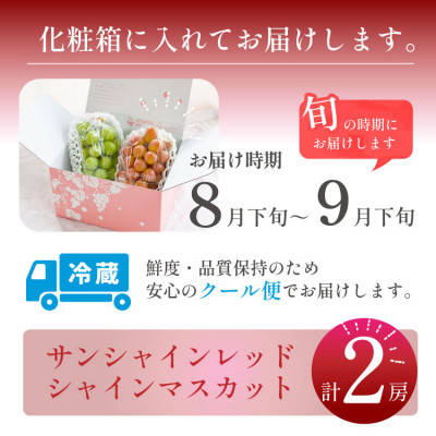 2026年発送【数量限定】希少な新品種サンシャインレッドと大人気シャインマスカットの贅沢2房セット【配送不可地域：離島・沖縄県】【1688207】