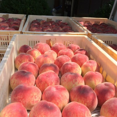 【キレのある甘酸バランス 加納岩白桃】本場山梨品種指定キャンペーン約1kg　2026年6月下旬発送【配送不可地域：離島・北海道・沖縄県・中国・四国・九州】【1466870】