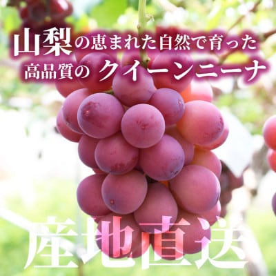 【数量限定】希少品種!『クイーンニーナ 1房』ぶどうの赤い宝石。山梨県産の注目品種でおすすめ【配送不可地域：離島・沖縄県】【1041238】