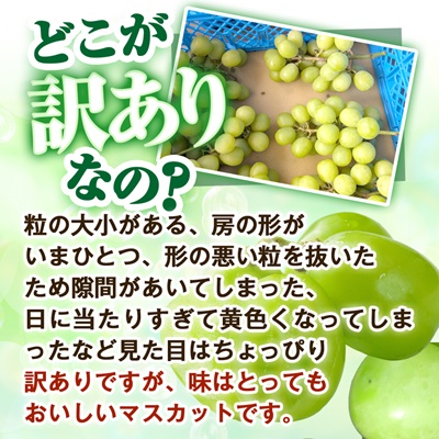 2026幎å
è¡åä»ãèŠãç®ã¯èš³ãã?å³ã¯æºè¶³!ã蟲çŠé£æºã·ã£ã€ã³ãã¹ã«ããèš1kgããå®¶åºçšããé
éäžå¯å°åïŒé¢å³¶ãã1679907ã