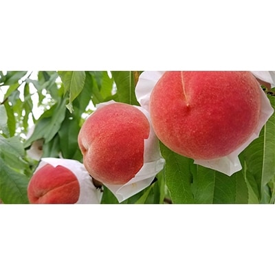 【2026発送予定】数量限定!【高級桃桐箱入り】5〜6玉入り　山梨市産地直送　約2kg箱【配送不可地域：離島】【1178164】