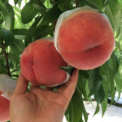 【気品ある隠れた名桃　幸茜】本場山梨の品種指定約2kg　8月中旬より順次発送【配送不可地域：離島・北海道・沖縄県・中国・四国・九州】【1704736】