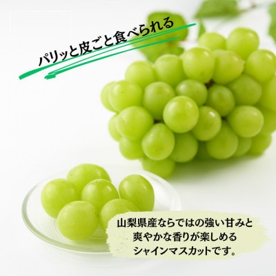 縲2026蟷エ蜈郁。悟女莉倥代d縺ソ縺、縺阪す繝」繧、繝ウ繝槭せ繧ォ繝繝 3kg(4縲7謌ソ)縲宣埼∽ク榊庄蝨ー蝓滂シ夐屬蟲カ縲代1689782縲