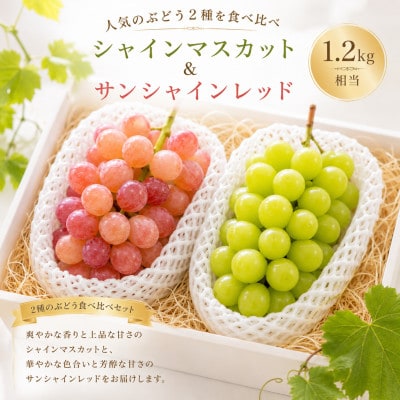 【2026年度発送】シャインマスカット&サンシャインレッド1.2kg相当【配送不可地域：離島・沖縄県】【1752366】
