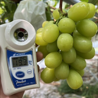 【今逃せば1年待ち】最高糖度20度オーバー贈答用甲州戦国ハウスオブシャイン2026年6月下旬より発送【配送不可地域：離島】【1494214】