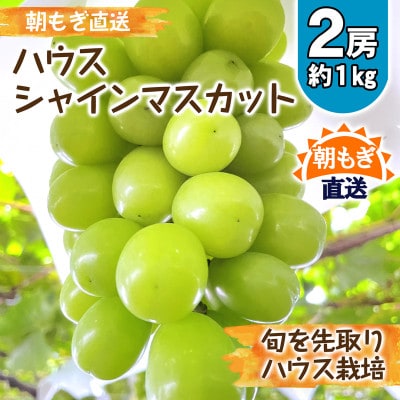 朝もぎ直送! 『ハウス　シャインマスカット』2房 ふるさと納税【配送不可地域：離島】【1275951】