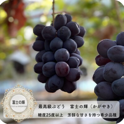 ã2026幎å
è¡åä»ãå¯å£«ã®èŒãšã·ã£ã€ã³ãã¹ã«ããã1.2kgãé
éäžå¯å°åïŒé¢å³¶ãã1525931ã