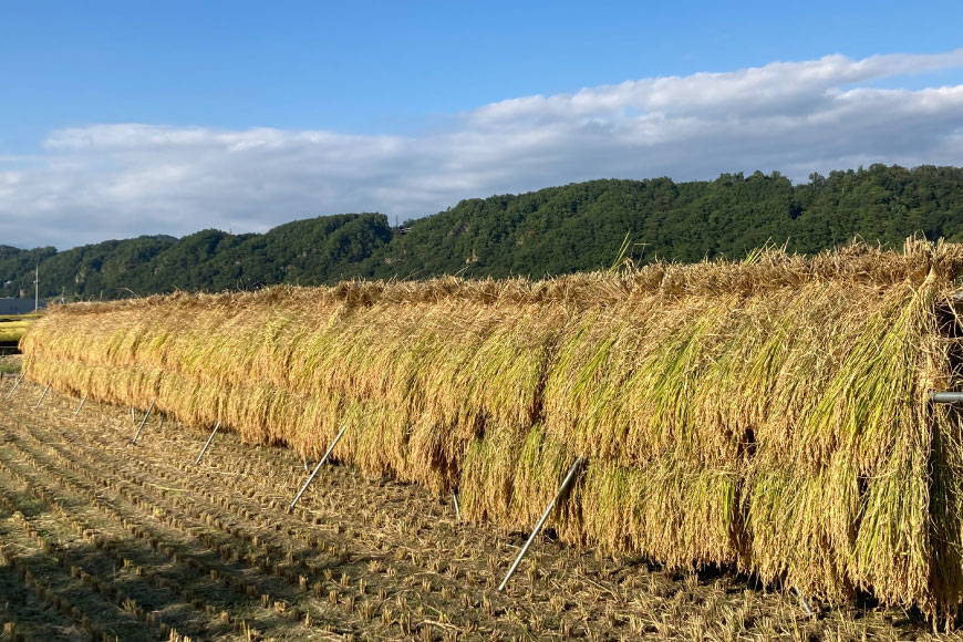 【6回 米 定期便 】 梨北米 コシヒカリ 5kg×6回 総計30kg / 梨北農業協同組合 / 山梨県 韮崎市 [20741441] こしひかり お米 おこめ こめ コメ 精米 ご飯 ごはん 白米 国産 JA梨北