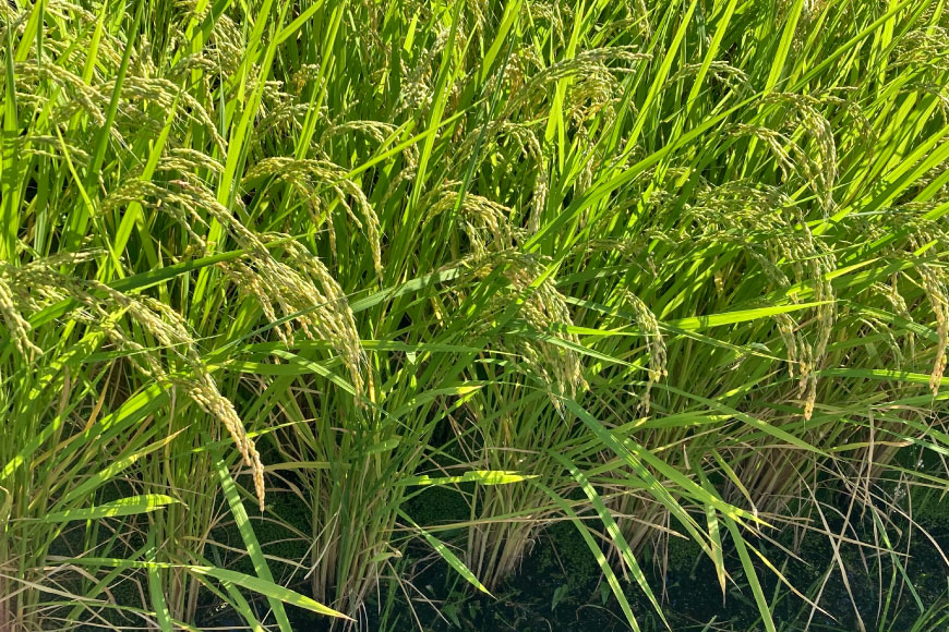 【定期便】【3回 米 定期便 】 梨北米 コシヒカリ 5kg×3回 総計15kg [梨北農業協同組合 山梨県 韮崎市 20742739] こしひかり お米 おこめ こめ コメ 精米 15キロ ご飯 ごはん 白米 国産 JA梨北