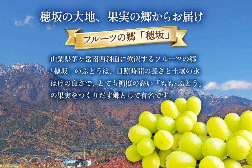 【2025年発送】ぶどう シャインマスカット 約1.2kg (2房) [梨北農業協同組合 山梨県 韮崎市 20742921] フルーツ 果物 くだもの ブドウ 葡萄 種なし 1.2キロ 甘い 期間限定 季節限定 山梨県産