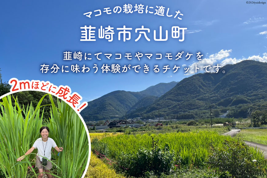 マコモ体験チケット（9,000円分）田植え 収穫 マコモ料理 手仕事体験 [マコモ農園さんさん 山梨県 韮崎市 20742714] 体験 子ども 子供 まこも 真菰 マコモ 真菰茶 まこも茶 マコモ茶 マコモダケ 体験型