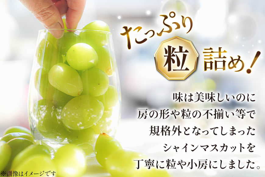 【2026年発送】シャインマスカット 訳あり家庭用 粒 にてお届け 約1kg 山梨県産 冷蔵発送 果物 フルーツ 山梨 ぶどう マスカット ブドウ 葡萄 規格外 期間限定 季節限定 冷蔵 山梨 [斎庵 山梨県 韮崎市 20745284]