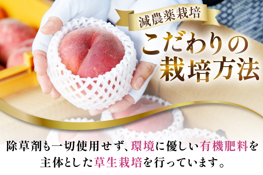 【2026年発送】桃 山梨 秀品 朝どれ 大玉 約 2.0kg 4～6玉 朝獲れ もぎたて もも モモ フルーツ 果物 山梨県産 産地直送 期間限定 季節限定 冷蔵 農家直送 白鳳 夢みずき 浅間白桃 なつっこ 紅くにか 川中島白桃 [韮崎市桃農家の産直 山梨県 韮崎市 20745235]