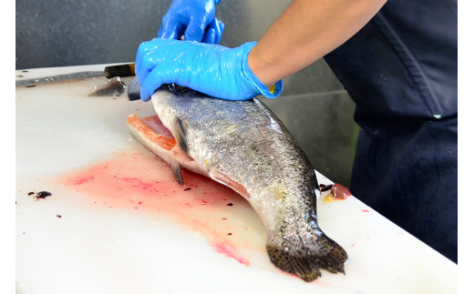 【山梨県高級ブランド魚】「富士の介」絶品漬け魚セット [山本食肉 山梨県 韮崎市 20743328]