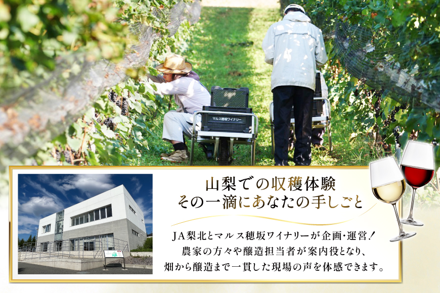 ワイン 収穫体験＆ワインセット 12本×3名 計36本 3名様 参加券 ワイナリー [本坊酒造マルス穂坂ワイナリー 山梨県 韮崎市 20745173]