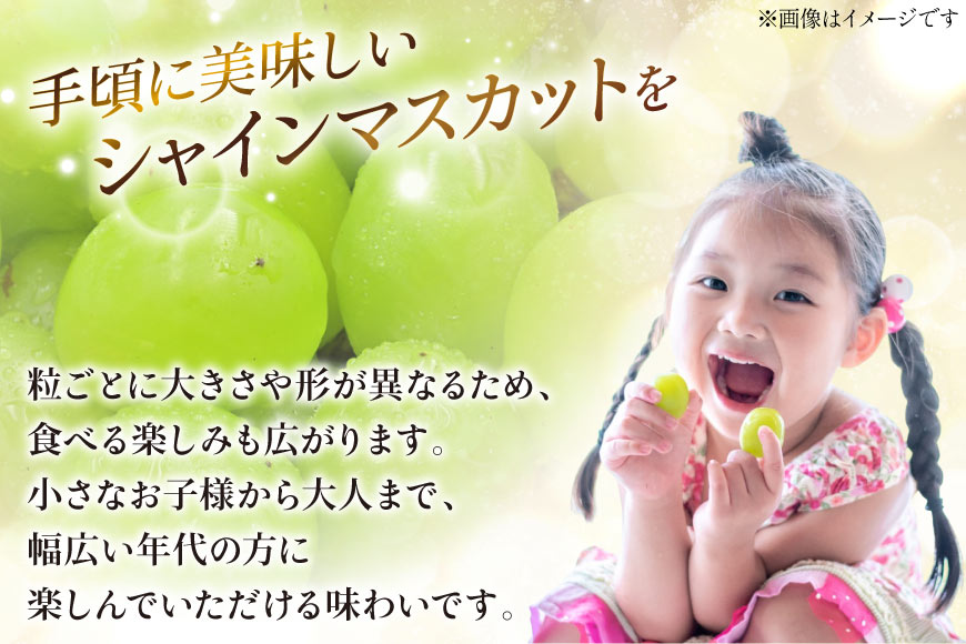 【2026年発送】シャインマスカット 訳あり家庭用 粒 にてお届け 約1kg 山梨県産 冷蔵発送 果物 フルーツ 山梨 ぶどう マスカット ブドウ 葡萄 規格外 期間限定 季節限定 冷蔵 山梨 [斎庵 山梨県 韮崎市 20745284]