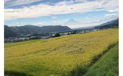 米 令和5年 つぶら野米 コシヒカリ 八分搗き 10kg [つぶら野米 山梨県 韮崎市 20741902] こめ コメ お米 精米 こしひかり