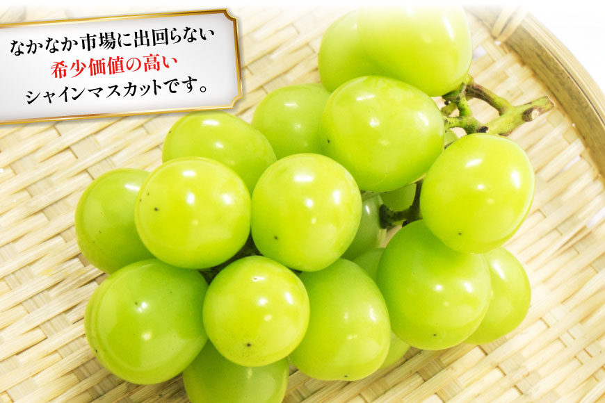 【2026年発送】先行予約 ぶどう シャインマスカット 約1.2kg (2〜2.5房) 【冷蔵発送】 フルーツ 果物 くだもの ブドウ 葡萄 種なし 1.2キロ 甘い 期間限定 季節限定 JA 厳選 山梨県産 令和8年 8月下旬から [梨北農業協同組合 山梨県 韮崎市 20742921]