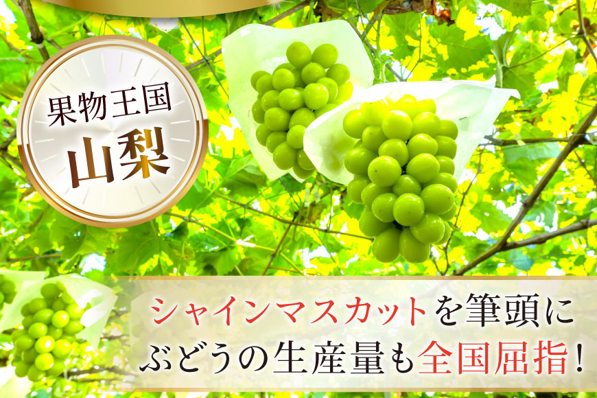 【2026年発送】シャインマスカット 訳あり家庭用 粒 にてお届け 約1kg 山梨県産 冷蔵発送 果物 フルーツ 山梨 ぶどう マスカット ブドウ 葡萄 規格外 期間限定 季節限定 冷蔵 山梨 [斎庵 山梨県 韮崎市 20745284]