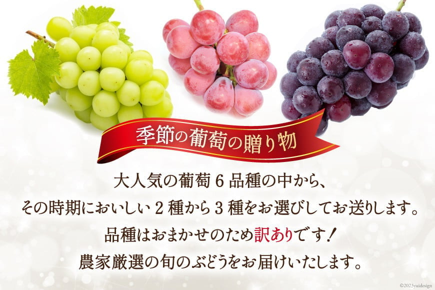 【2025年発送】ぶどう 訳あり 季節の葡萄の贈り物 品種おまかせ 約1.2kg [斎庵 山梨県 韮崎市 20742799] フルーツ 果物 くだもの ブドウ 葡萄 食べ比べ 山梨県産 期間限定 季節限定 冷蔵