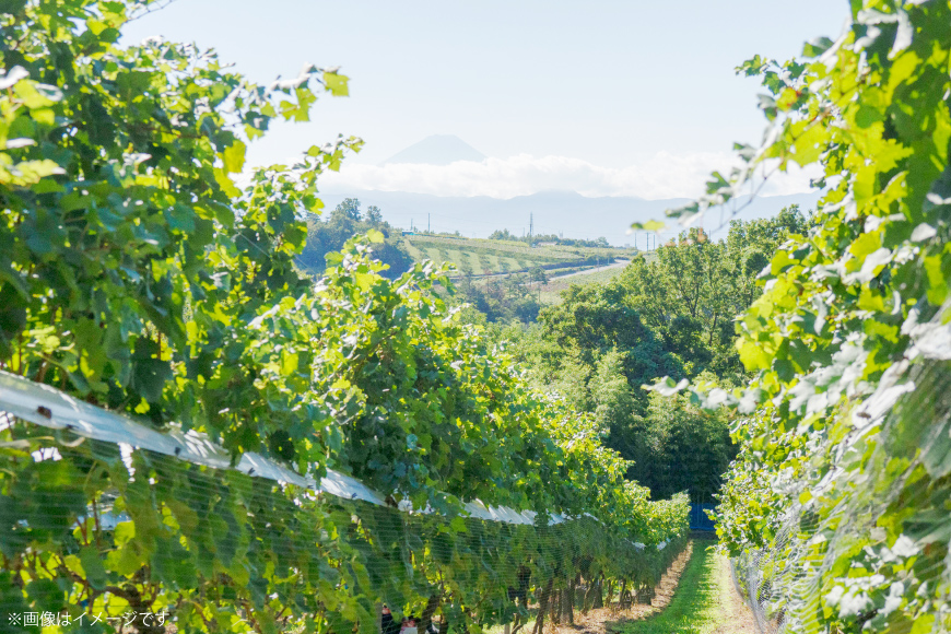 ワイン 飲み比べ ソムリエセレクト 白ワイン 4本セット [本坊酒造 マルス穂坂ワイナリー 山梨県 韮崎市 20743677] ワインセット 白 シャトーマルス 辛口 お酒