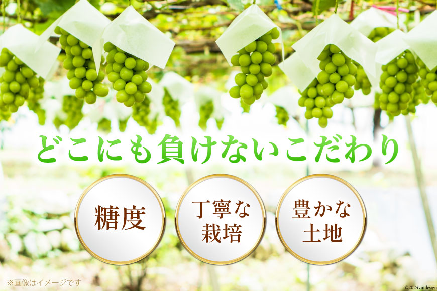 【2026年発送】先行予約 ぶどう シャインマスカット 約1.2kg (2〜2.5房) 【冷蔵発送】 フルーツ 果物 くだもの ブドウ 葡萄 種なし 1.2キロ 甘い 期間限定 季節限定 JA 厳選 山梨県産 令和8年 8月下旬から [梨北農業協同組合 山梨県 韮崎市 20742921]