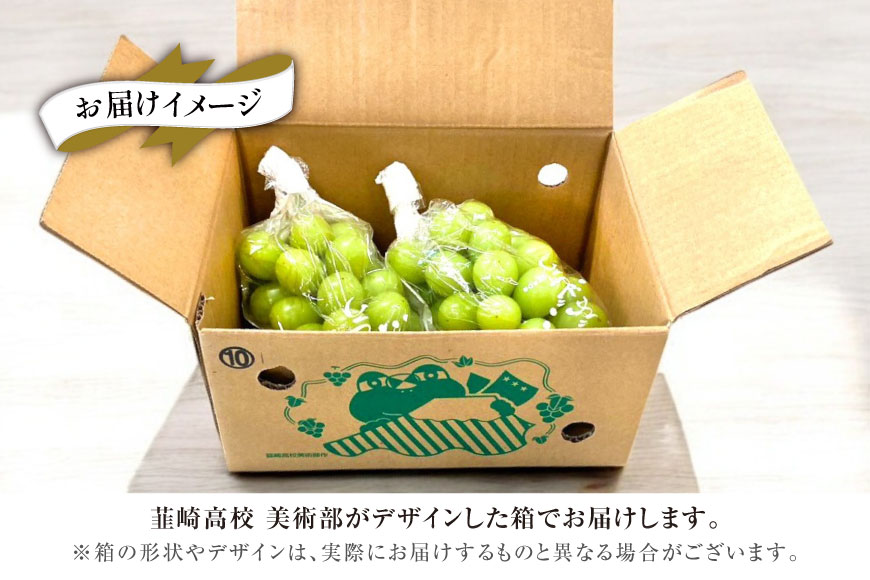 【2026年発送】先行予約 ぶどう シャインマスカット 約1.2kg (2〜2.5房) 【冷蔵発送】 フルーツ 果物 くだもの ブドウ 葡萄 種なし 1.2キロ 甘い 期間限定 季節限定 JA 厳選 山梨県産 令和8年 8月下旬から [梨北農業協同組合 山梨県 韮崎市 20742921]