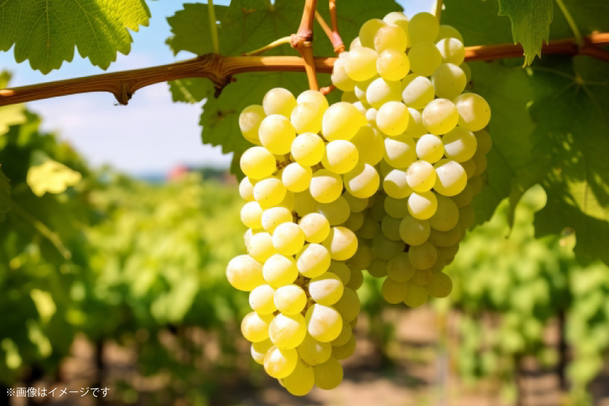 ワイン 飲み比べ ソムリエセレクト 白ワイン 4本セット [本坊酒造 マルス穂坂ワイナリー 山梨県 韮崎市 20743677] ワインセット 白 シャトーマルス 辛口 お酒