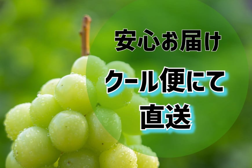 【2025年発送】訳あり 山梨県産 シャインマスカット 粒にてお届け 約1kg [斎庵 山梨県 韮崎市 20742798] 果物 フルーツ 山梨 ぶどう マスカット ブドウ 葡萄 家庭用 規格外 期間限定 季節限定 冷蔵 レビューキャンペーン