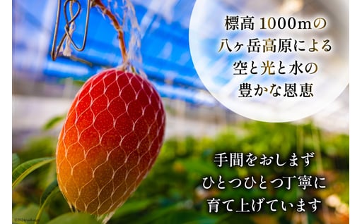 【期間限定発送】 完熟 マンゴー 「天空の輝き」 3L 2個入 [採園 山梨県 韮崎市 20743343] マンゴー アップルマンゴー フルーツ 果物 完熟 期間限定 季節限定 冷蔵
