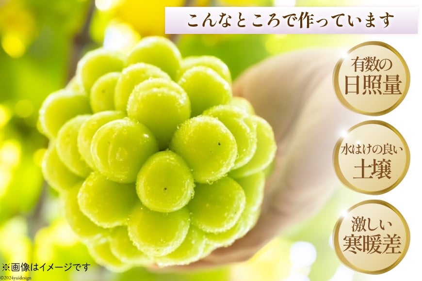 【2026年発送】 シャインマスカット 予約 山梨 マスカット シャイン ブドウ ぶどう 葡萄 種無し 2.5kg 3～ 6房 朝採れ 朝どれ 山梨県産 フルーツ 果物 2.5キロ 高品質 厳選 産地直送 季節限定 数量限定 期間限定発送 [OUTTA REACH JAPAN 山梨県 韮崎市 20742861]