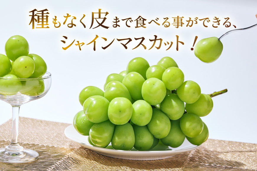 【2026年発送】先行受付 シャインマスカット 予約 約 1.2～1.3kg 2～ 3房 冷蔵発送 果物 フルーツ 山梨 ぶどう シャイン マスカット ブドウ 葡萄 種なし 厳選 旬 期間限定 季節限定 冷蔵 [斎庵 山梨県 韮崎市 20745280]