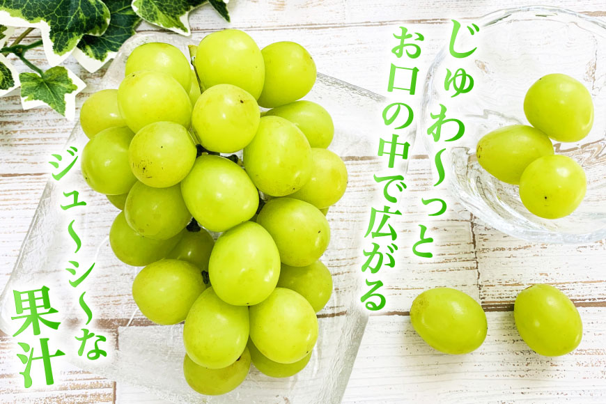 【2026年発送】先行予約 ぶどう シャインマスカット 約1.2kg (2〜2.5房) 【冷蔵発送】 フルーツ 果物 くだもの ブドウ 葡萄 種なし 1.2キロ 甘い 期間限定 季節限定 JA 厳選 山梨県産 令和8年 8月下旬から [梨北農業協同組合 山梨県 韮崎市 20742921]