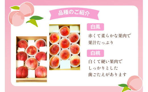 【2026年発送】訳あり 桃 もも 白鳳 or 白桃 3号 約2.2kg (6～10玉) モモ 果物 フルーツ 山梨 期間限定 季節限定 冷蔵 農福連携 [斎庵 山梨県 韮崎市 20745277]