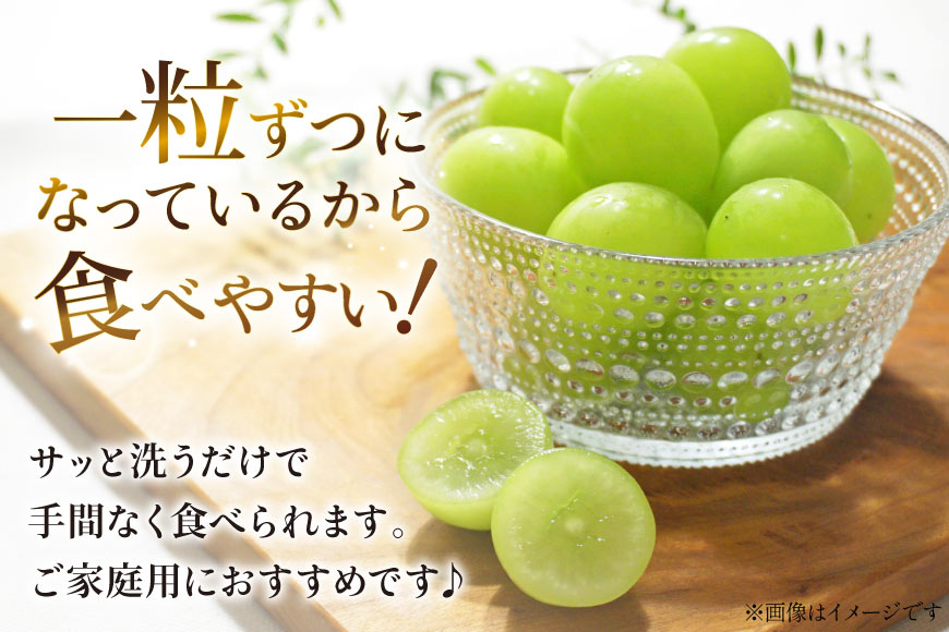 【2026年発送】シャインマスカット 訳あり家庭用 粒 にてお届け 約1kg 山梨県産 冷蔵発送 果物 フルーツ 山梨 ぶどう マスカット ブドウ 葡萄 規格外 期間限定 季節限定 冷蔵 山梨 [斎庵 山梨県 韮崎市 20745284]