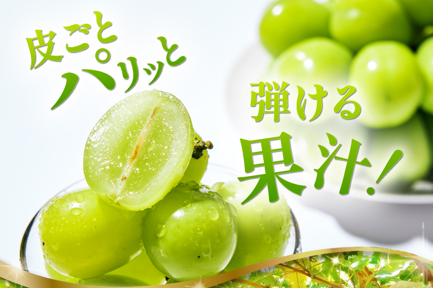 【2026年発送】先行受付 シャインマスカット 予約 約 1.2～1.3kg 2～ 3房 冷蔵発送 果物 フルーツ 山梨 ぶどう シャイン マスカット ブドウ 葡萄 種なし 厳選 旬 期間限定 季節限定 冷蔵 [斎庵 山梨県 韮崎市 20745280]