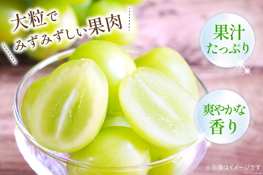 【2026年発送】 シャインマスカット 予約 山梨 マスカット シャイン ブドウ ぶどう 葡萄 種無し 2.5kg 3～ 6房 朝採れ 朝どれ 山梨県産 フルーツ 果物 2.5キロ 高品質 厳選 産地直送 季節限定 数量限定 期間限定発送 [OUTTA REACH JAPAN 山梨県 韮崎市 20742861]