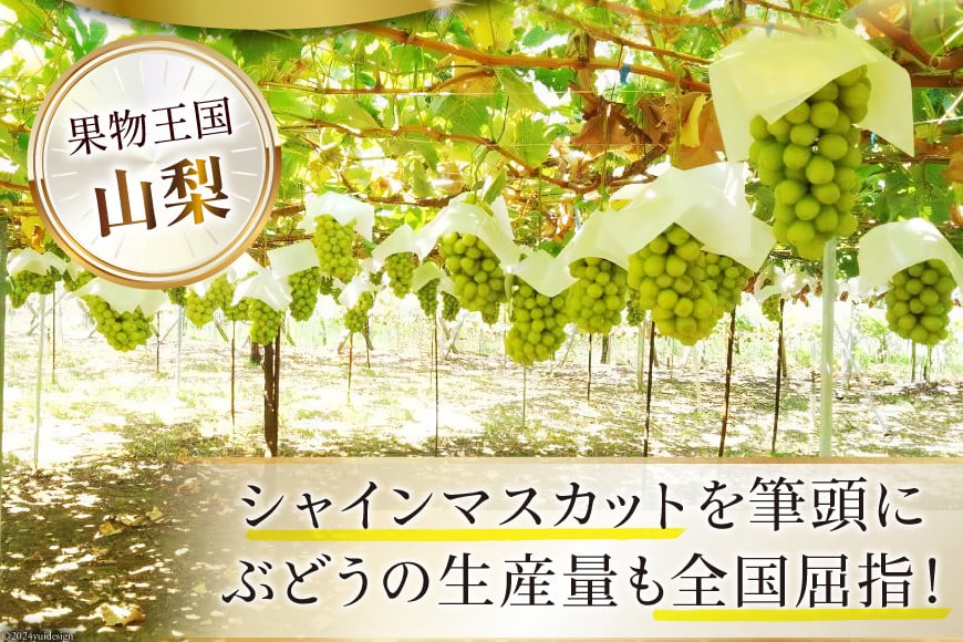 【2025年発送】山梨県産シャインマスカット1房(600〜700g) [斎庵 山梨県 韮崎市 20742805] シャインマスカット フルーツ 果物 くだもの マスカット シャイン ブドウ ぶどう 葡萄 種無し 山梨県産 期間限定 季節限定 冷蔵