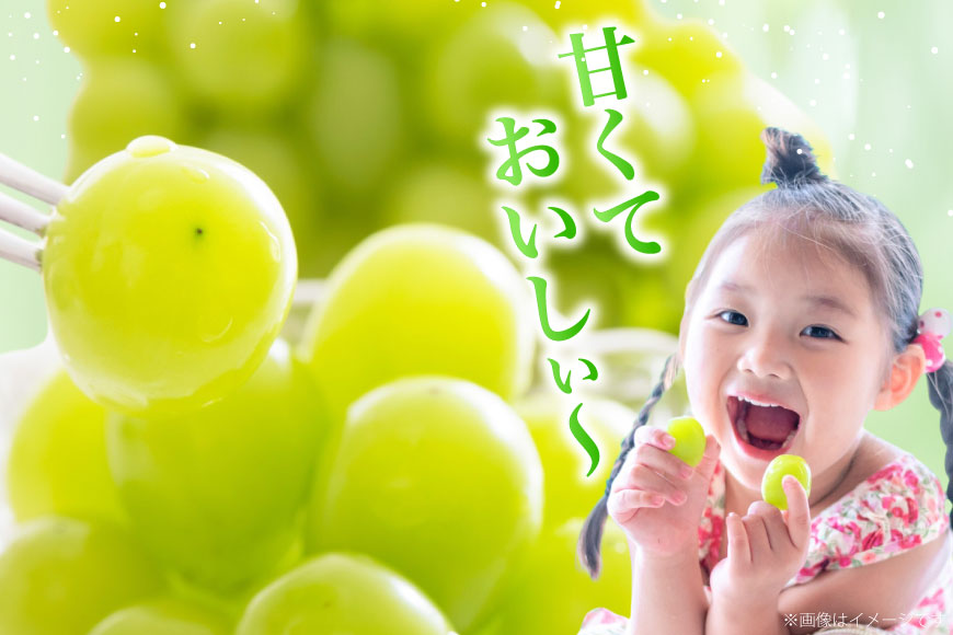 【2026年発送】先行予約 ぶどう シャインマスカット 約1.2kg (2〜2.5房) 【冷蔵発送】 フルーツ 果物 くだもの ブドウ 葡萄 種なし 1.2キロ 甘い 期間限定 季節限定 JA 厳選 山梨県産 令和8年 8月下旬から [梨北農業協同組合 山梨県 韮崎市 20742921]
