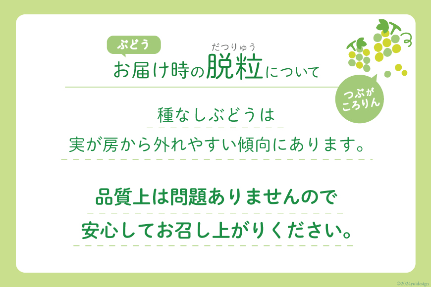 【2025年発送】シャインマスカット 約1.2～1.3kg (2～3房) [斎庵 山梨県 韮崎市 20742797] 果物 フルーツ 山梨 ぶどう マスカット ブドウ 葡萄 種なし 期間限定 季節限定 冷蔵