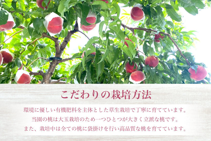 【2025年発送】【良品】訳あり 家庭用 朝獲れ もぎたて 桃 約2.1kg（4〜6玉） [韮崎市桃農家の産直 山梨県 韮崎市20742792] もも 桃 モモ フルーツ 果物 山梨県産 産地直送 期間限定 季節限定 冷蔵