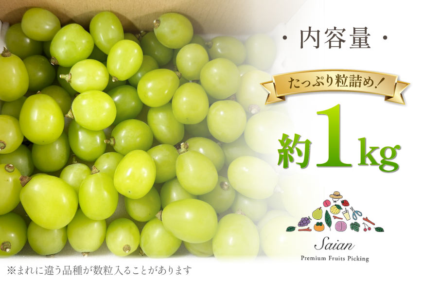 【2026年発送】シャインマスカット 訳あり家庭用 粒 にてお届け 約1kg 山梨県産 冷蔵発送 果物 フルーツ 山梨 ぶどう マスカット ブドウ 葡萄 規格外 期間限定 季節限定 冷蔵 山梨 [斎庵 山梨県 韮崎市 20745284]